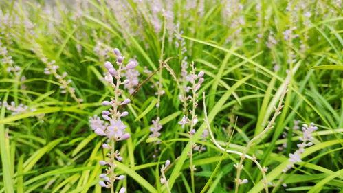 野夏天,探寻自然与心灵的交融之旅