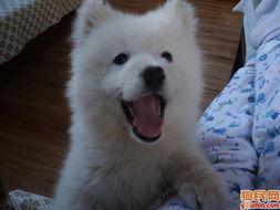 北极狗,揭秘北极狗的生存智慧与传奇故事