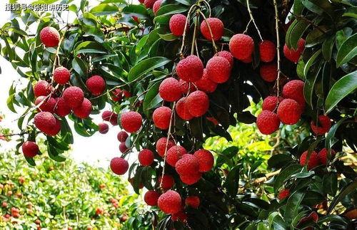 京城的荔枝,古都里的甜蜜诱惑